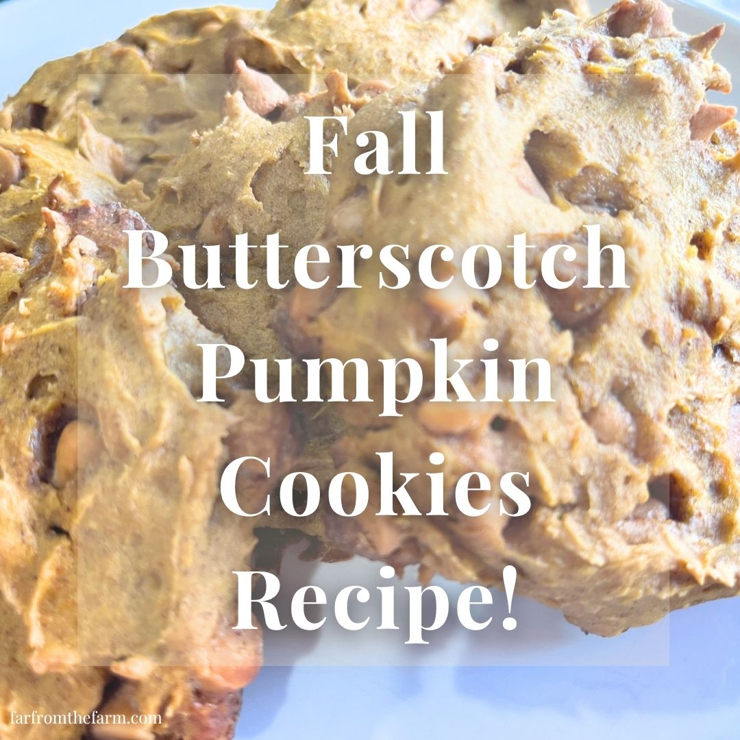 Fall Butterscotch Pumpkin Cookies Recipe!