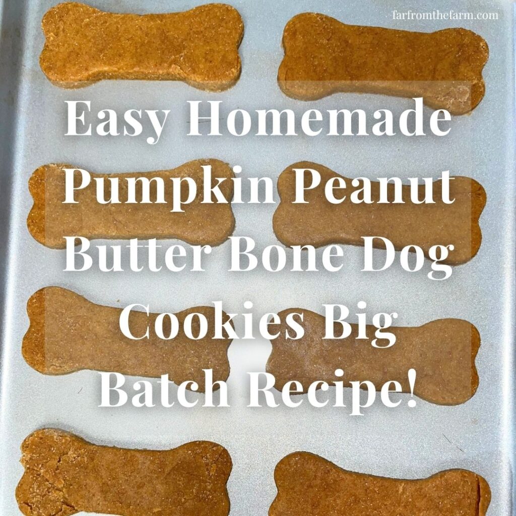 Easy Homemade Pumpkin Peanut Butter Bone Dog Cookies Big Batch Recipe!