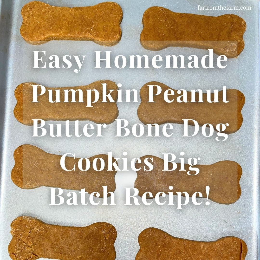 Easy Homemade Pumpkin Peanut Butter Bone Dog Cookies Big Batch Recipe!