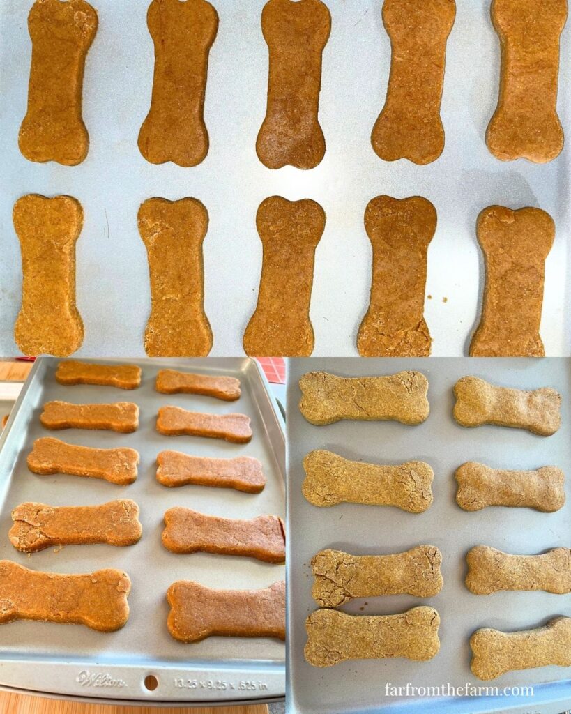 Easy Homemade Pumpkin Peanut Butter Bone Dog Cookies Big Batch Recipe!