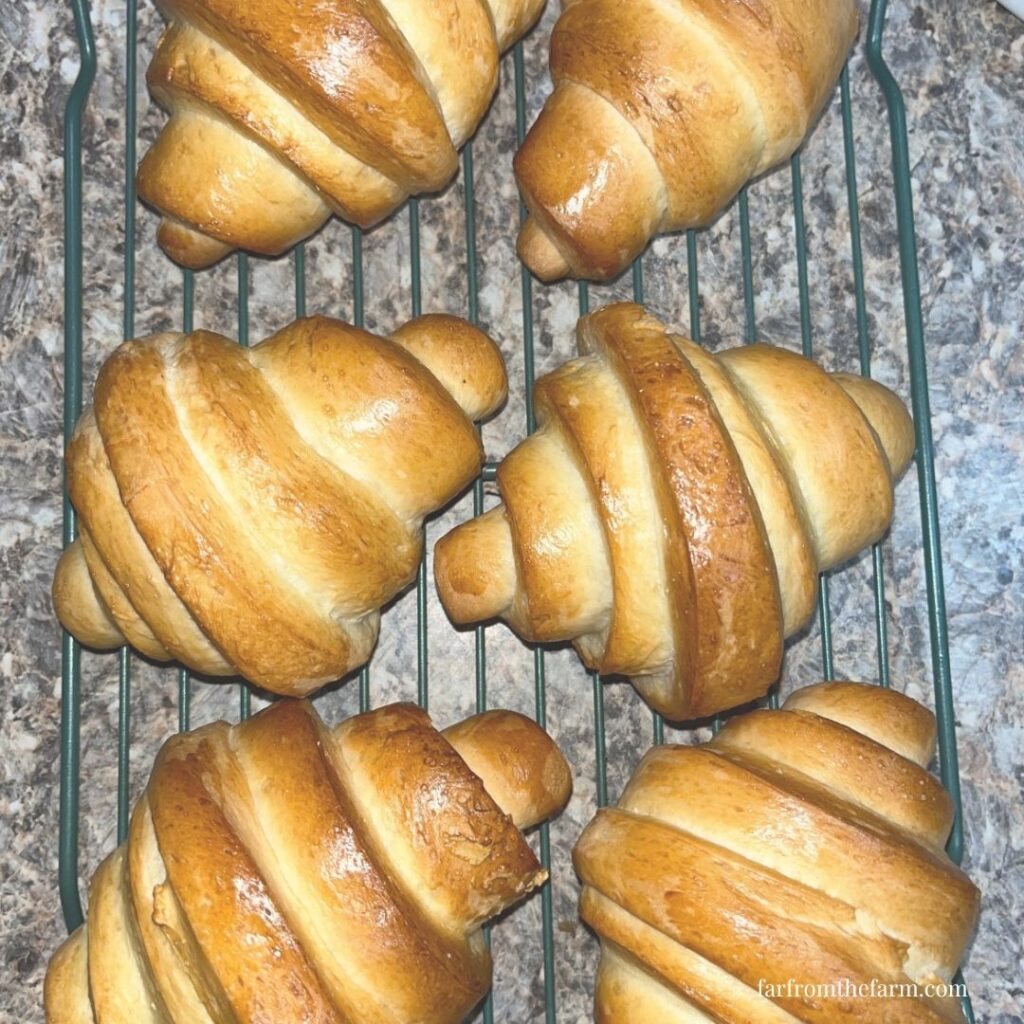 Easy Bread Machine Crescent Dough Recipe!