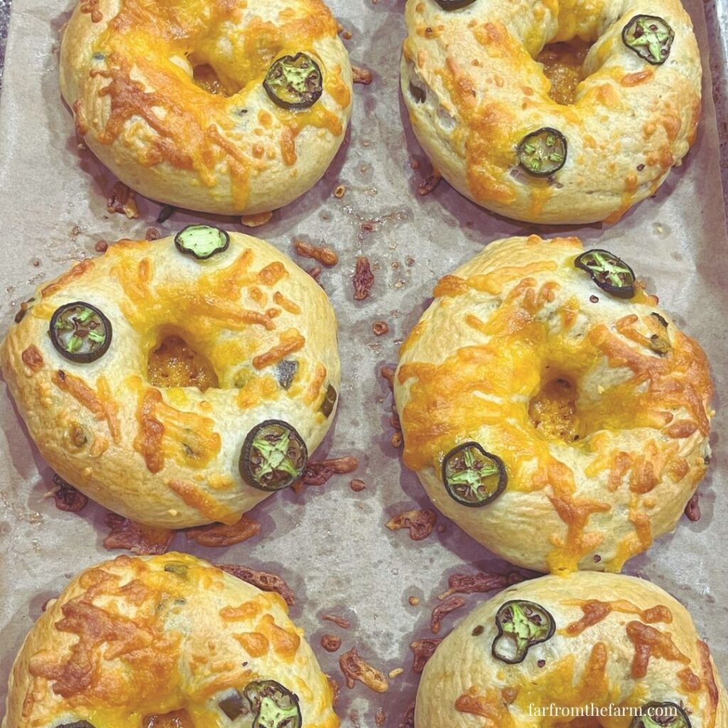 Easy Cheddar Jalapeño Bread Machine Bagels!