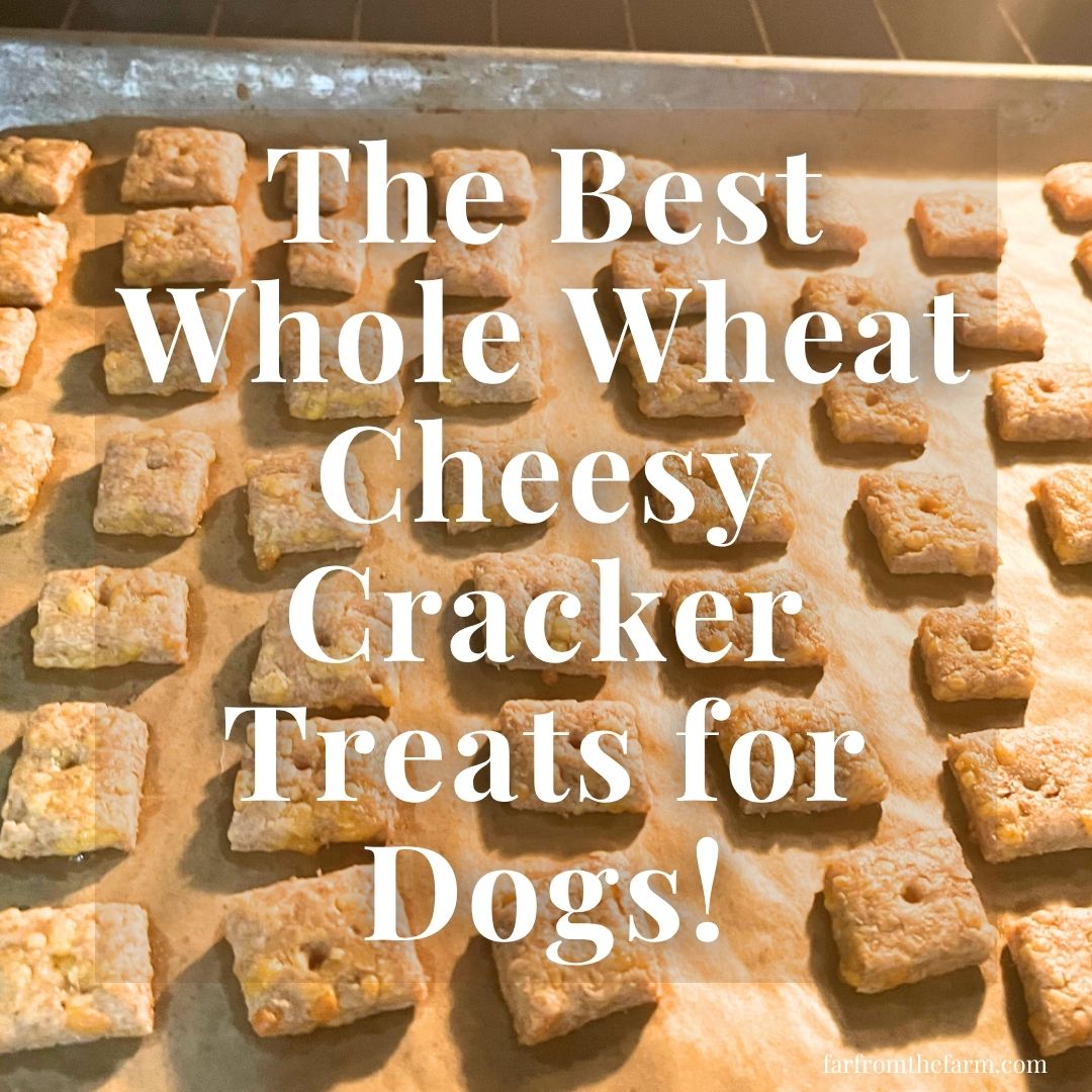 The Best Whole Wheat Cheesy Cracker Treats for Dogs!