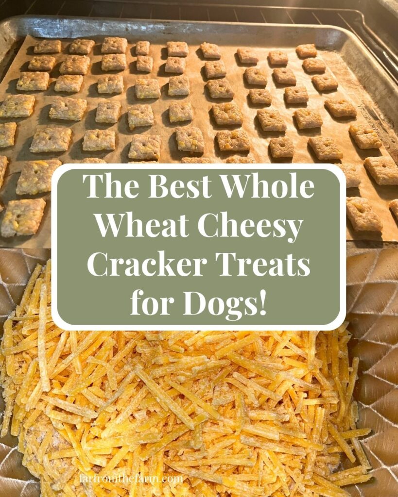 The Best Whole Wheat Cheesy Cracker Treats for Dogs!
