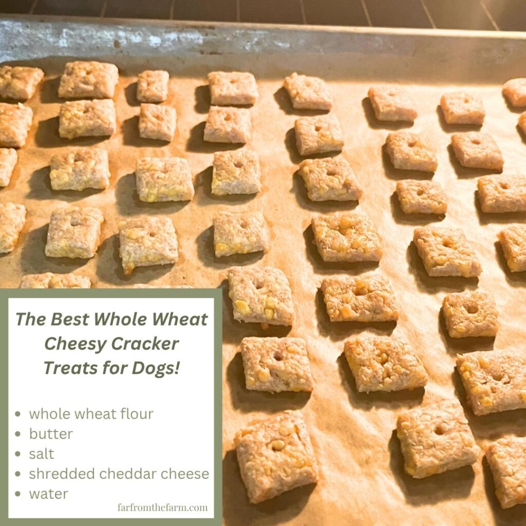 The Best Whole Wheat Cheesy Cracker Treats for Dogs!