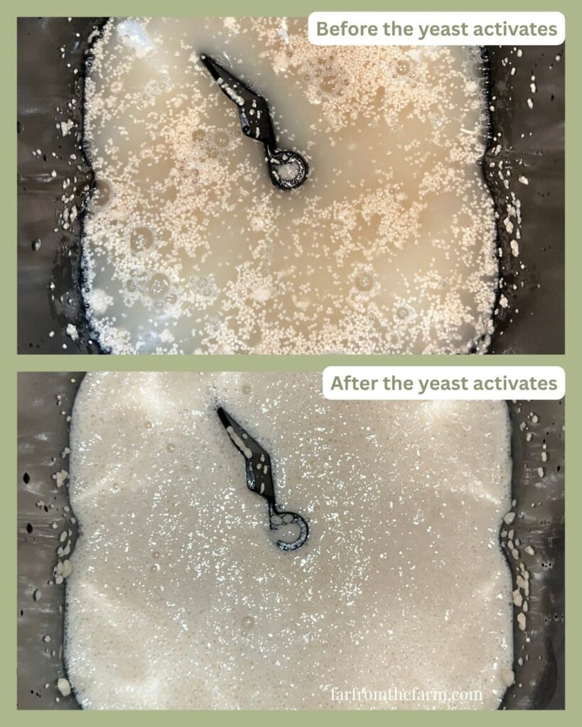 A step by step guide what to look for to check that your yeast is active when using a bread machine - by farfromthefarm.com Far Far The Farm - follow along for more foolproof bread machine beginner recipes