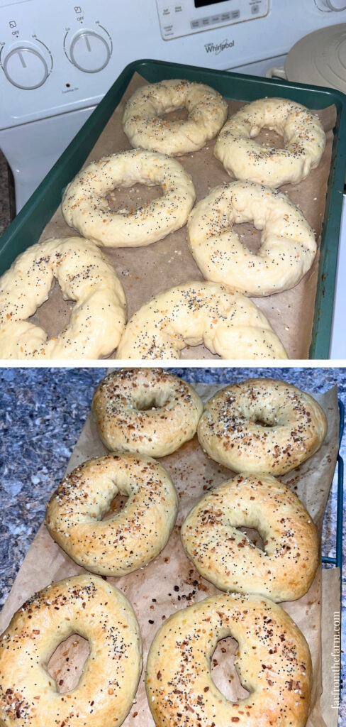 Easy Big Batch Onion Bagels Recipe Made With a Stand Mixer!